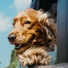Celebrating National Dog Day: Honoring Our Loyal Companions